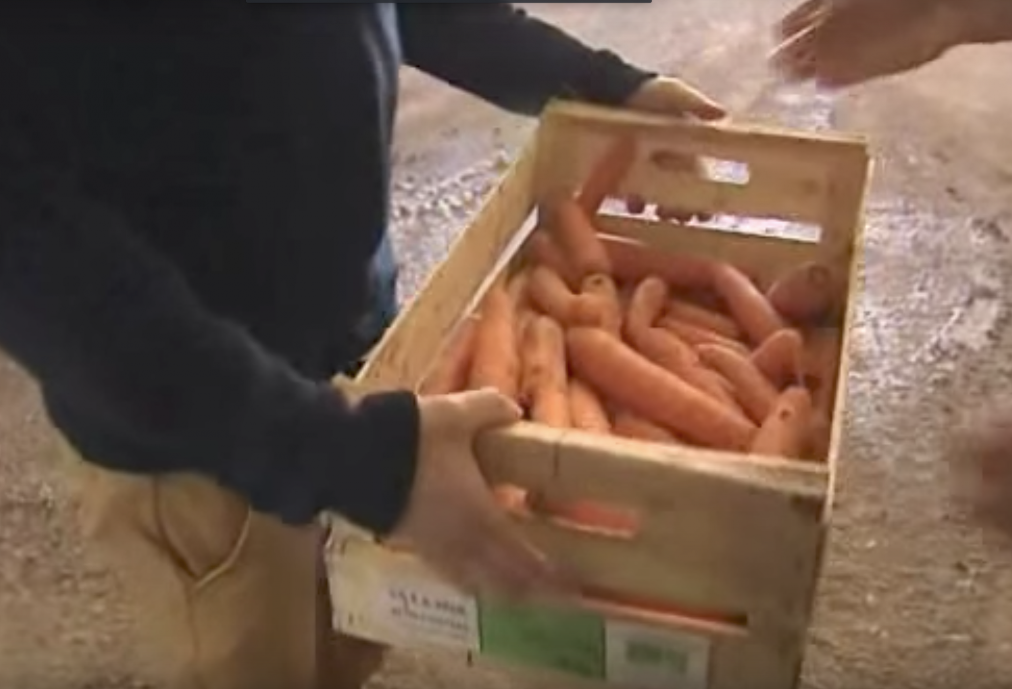 Reportage  : Les carottes de Monsieur Paul au 13h de France 3